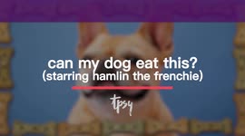 How To Avoid Feeding Your Dog These Toxic Foods