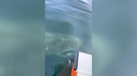 Watch as a 30-foot SHARK passes right next to a fishing boat off the coast of South Carolina