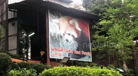 Red panda predicts result of Germany France Euro 2020 football match