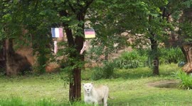 'Psychic lion' in Thailand zoo correctly predicts Euro 2020 results