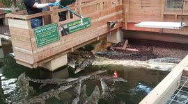 Crocodiles snap up some food at dinner time and jump out the water