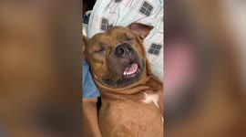 Clever dog pretends to be asleep to avoid being kicked out of bed