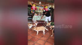 Hot dogs! Wieners in high demand for group of canines