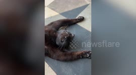 Cat hilariously sleeps to evade hot sunlight