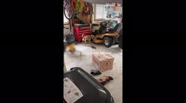 'Brave Dog Fights Off Rat Snake in Owners' Garage '