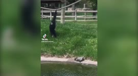 Watch the hilarious moment a cheeky gibbon pushes unsuspecting turtles into a pond
