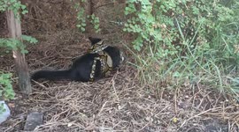 Pet cat being strangled by python SAVED and given CPR to revive him