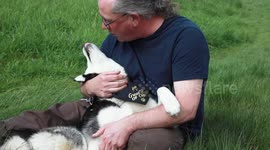 UK couple sacrifice getting a new kitchen to rescue a Siberian husky from the Chinese meat trade