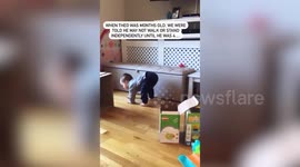 Heartwarming moment UK toddler with Down syndrome defies odds and stands up on his own