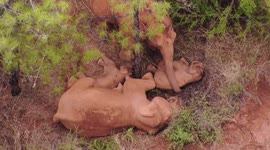 Adult in China's viral elephant herd swats away mosquitos from sleeping calf