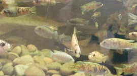 Tropical Fish Swimming around in the Aquarium glass tank