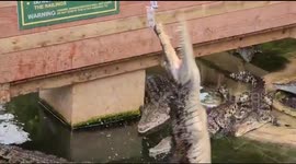 Nile Crocodiles feeding on rodents jump up to catch their lunch