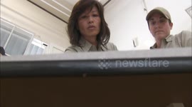 Here's how San Diego Zoo made a huge birthday cake for one of their pandas