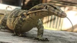 Diserang Biawak Liar Warga Depok Terima 21 Jahitan