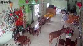 Hungry cow barges into cafe looking for food