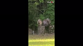 'Mississippi Woman Becomes Best Friends with Roxie the Raccoon'