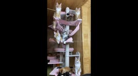 Group of Maine Coon kittens all move their heads in sync