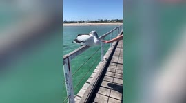 Sleeping pelican scares away tourist who tries to pet it in Australia