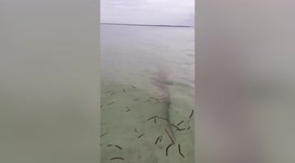 Crocodile spotted swimming in shallow part of beach in the Philippines