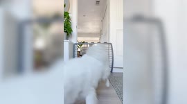 A tiny-legged Corgi is left completely perplexed as his brother performs an epic 'prison break'