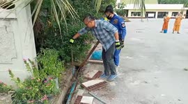 Monitor lizard tries to escape from dog and gets stuck in water pipe
