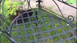 Cat catches a mouse and are playing with.