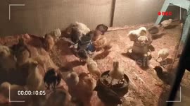 Healthy, jumping, climbing and happy chicks Free range chicks