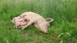 Pregnant pig escapes the chop after fleeing from a UK farm before giving birth in the woods