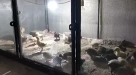 Desi Chicks Garlic Catching Race