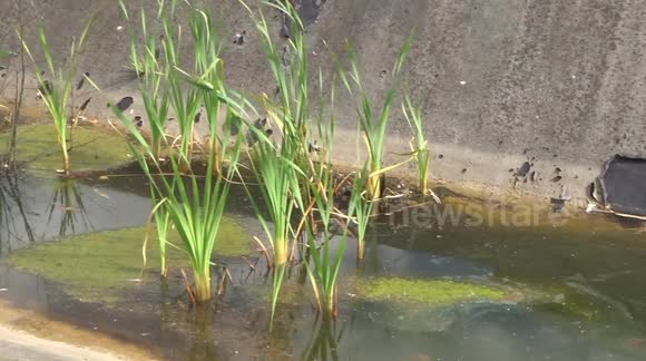 Nature takes over roof top of derelict building with pond, trees and plants
