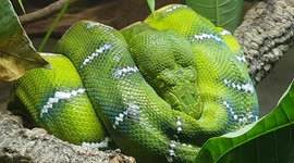 Green tree python is a sight to see