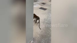 Wild monkey peers through kindergarten window in Singapore