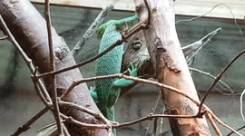 Green Tree Lizard climbs down the branch for a drink of water