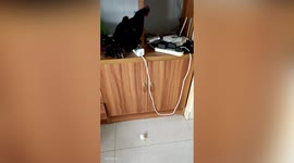 母鸡急着赶回家下蛋，没想到飞到半空时没憋住