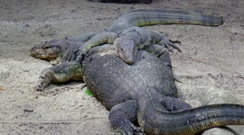 Monitor lizards basking in the heat