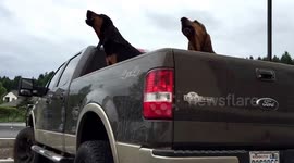 Mournful Bloodhounds