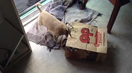 Dog is afraid of a paper bag