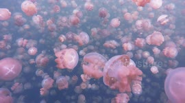 Surreal swim with millions of jellyfish