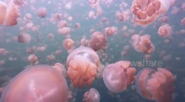 'Swim of a lifetime': Man dives through thousands of jellyfish off Palau in spectacular video