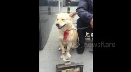 Clever Dog Shows Maths Skills