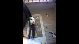 parrot trying to hide in my moms hair