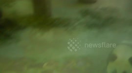 The Baby Panda met its fans