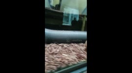 Armadillo who slipping