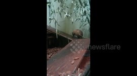 Armadillo struggles to walk up a ramp