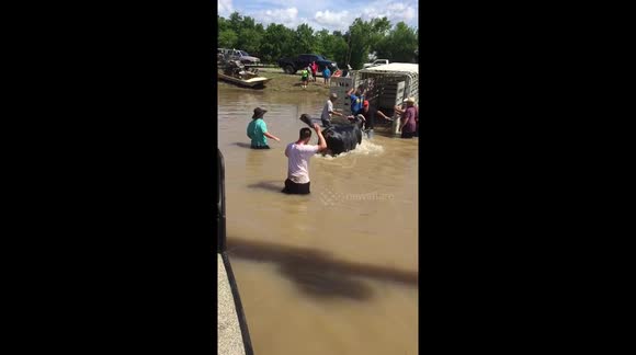 Saving drowning cattle