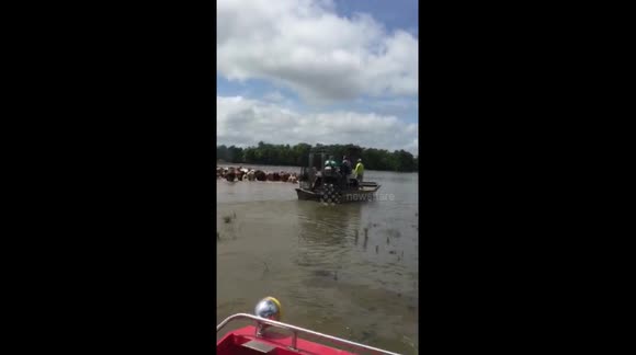 Cattle view from airboat