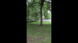 Two squirrels mating.