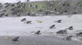Thousands of toads swarm a pavement in China