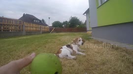 Dog bored by balls