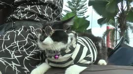 Adventurous cat loves long-distance motorbike rides with its owner in Indonesia